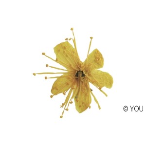 Αληθινό αποξηραμένο άνθος κερασίας κίτρινο &#8211; 5 τεμάχια Αποξηραμένα Λουλούδια